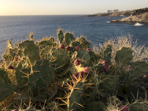 Naturalsportshub Teneriffa Radfahrt nach Vilaflor